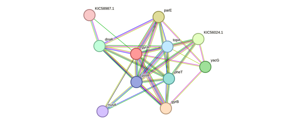 STRING protein interaction network