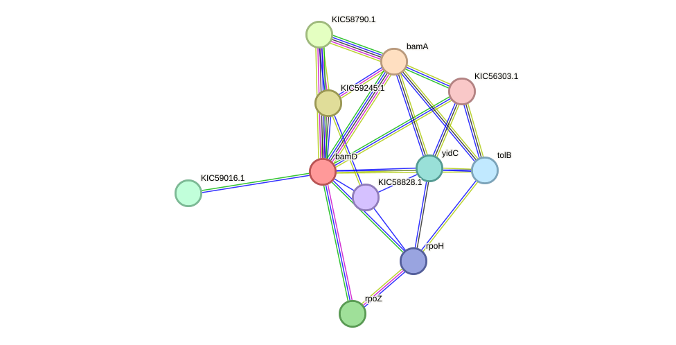 STRING protein interaction network