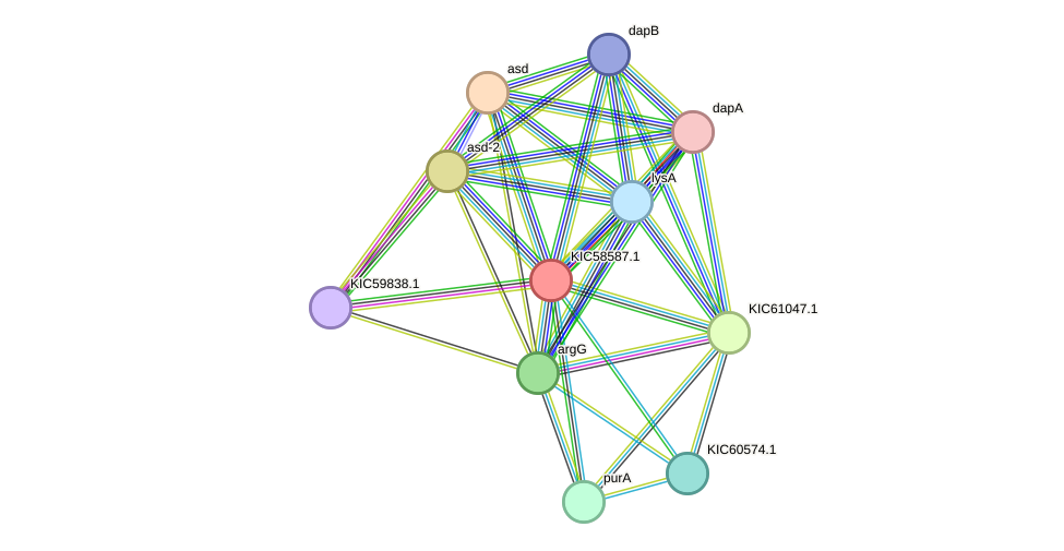 STRING protein interaction network