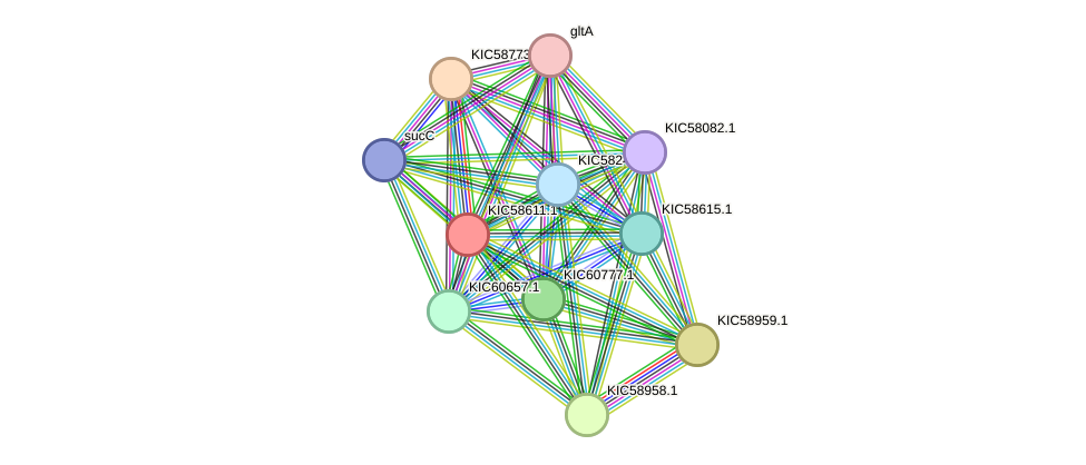 STRING protein interaction network