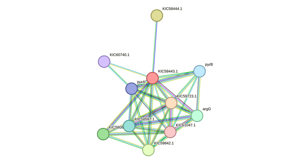 STRING protein interaction network
