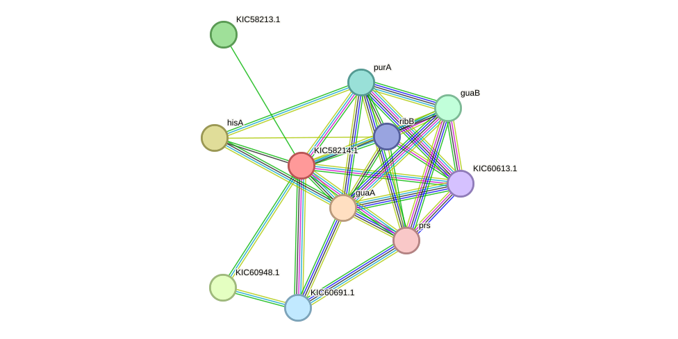 STRING protein interaction network