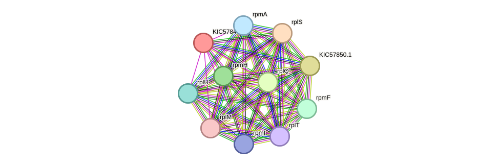 STRING protein interaction network
