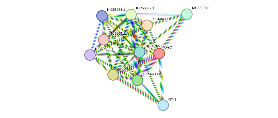STRING protein interaction network