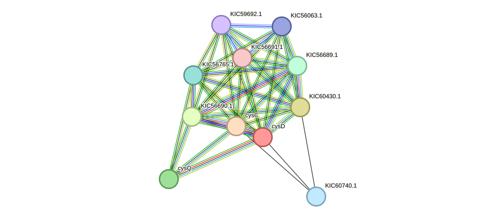 STRING protein interaction network