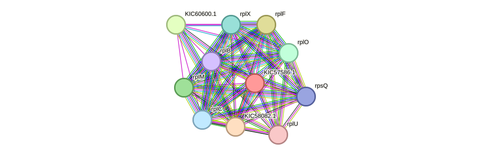 STRING protein interaction network
