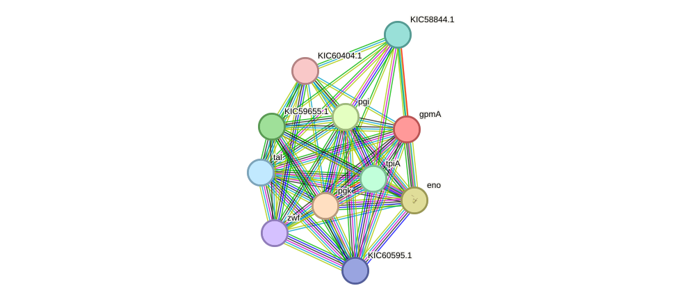 STRING protein interaction network
