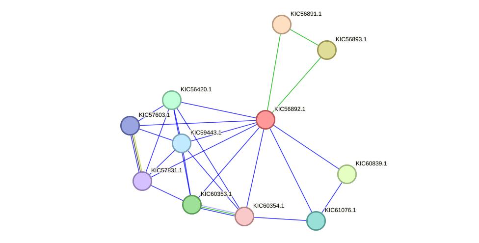 STRING protein interaction network