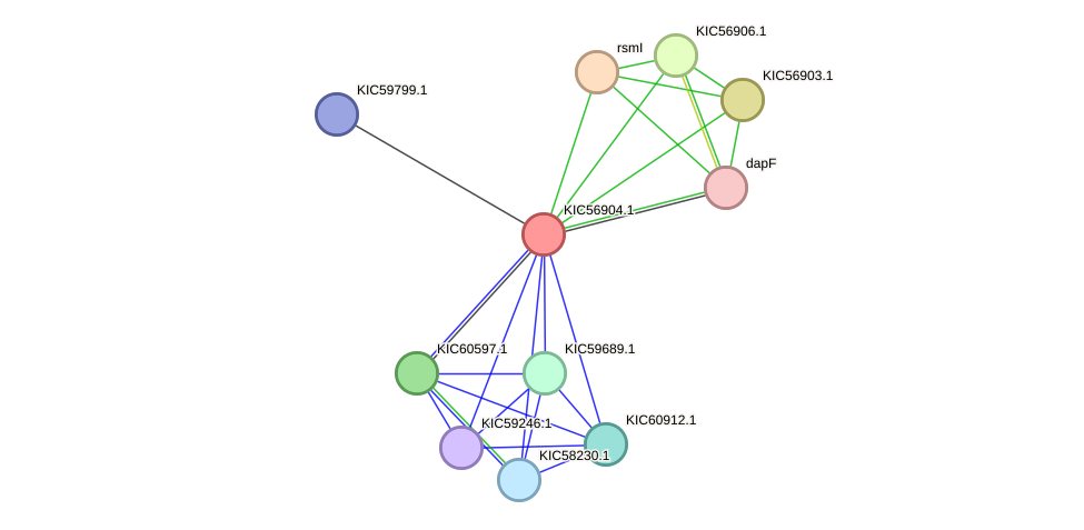 STRING protein interaction network