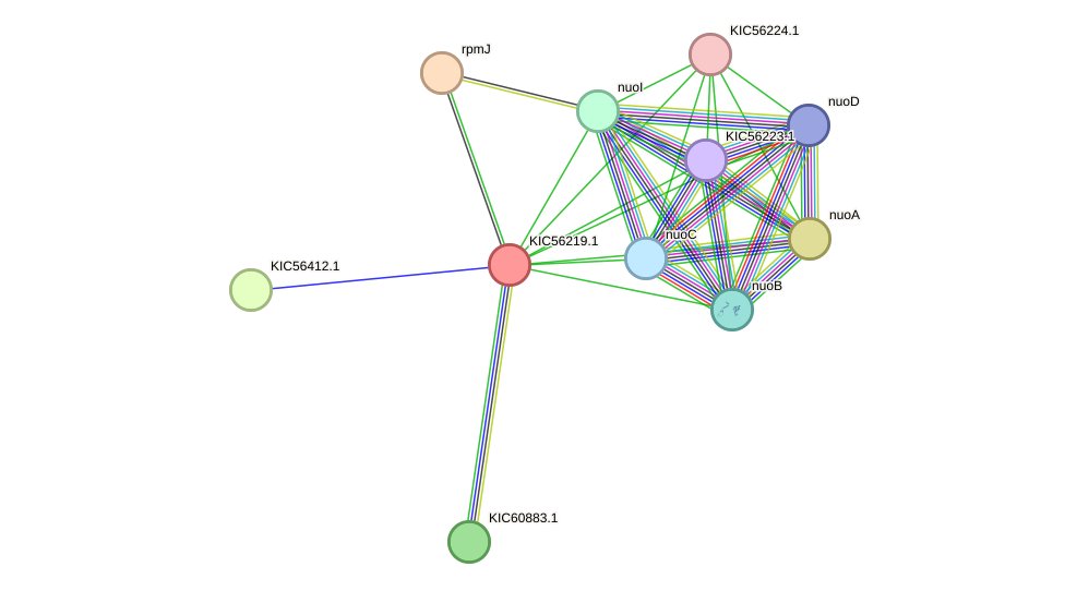 STRING protein interaction network