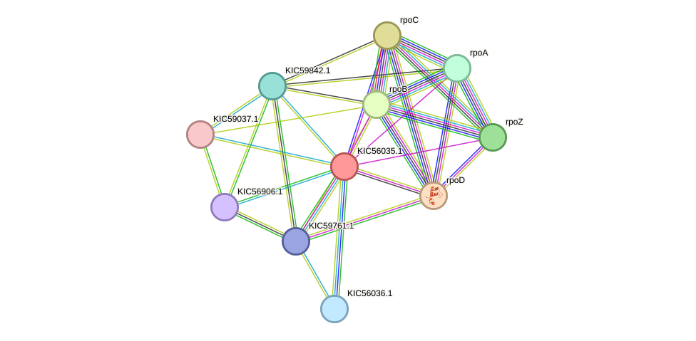 STRING protein interaction network