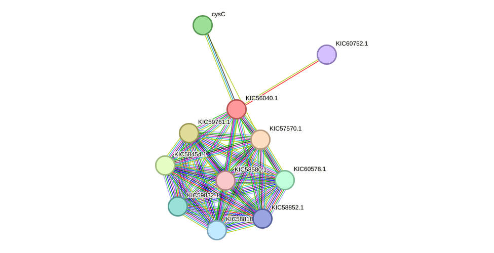 STRING protein interaction network