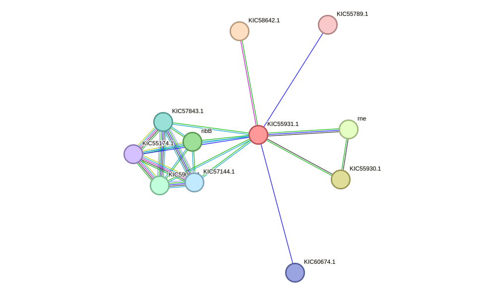 STRING protein interaction network