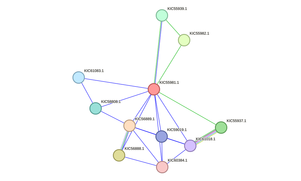STRING protein interaction network