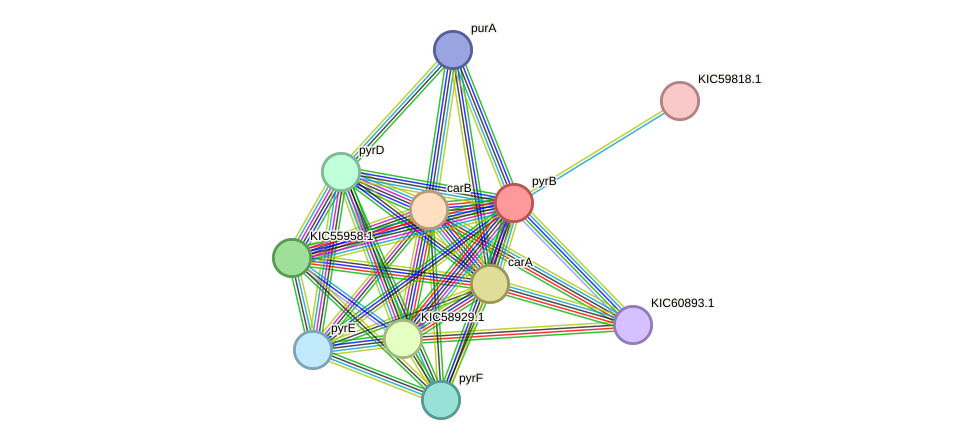 STRING protein interaction network