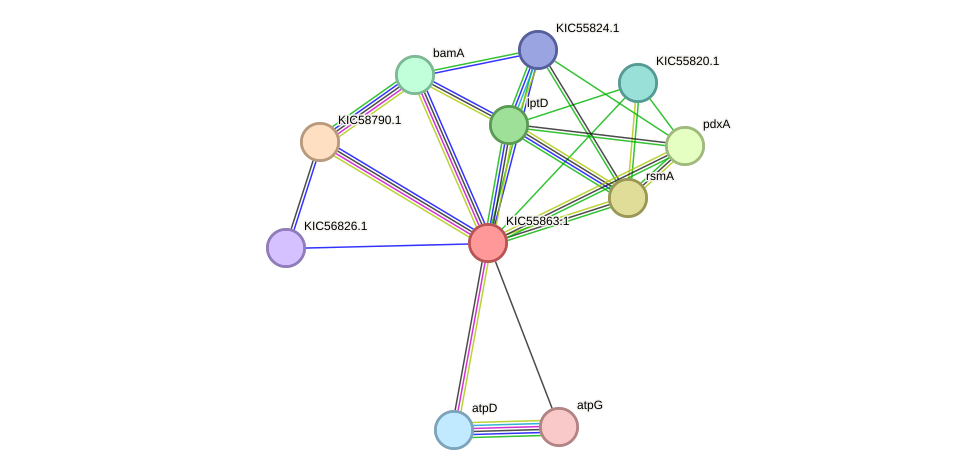 STRING protein interaction network