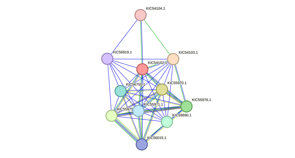 STRING protein interaction network