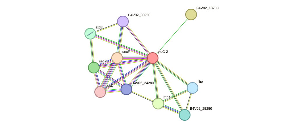 STRING protein interaction network