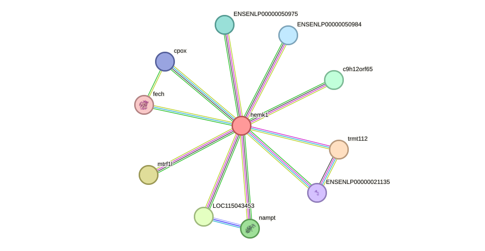 STRING protein interaction network