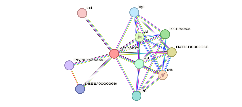 STRING protein interaction network