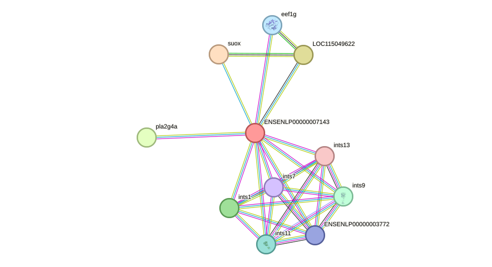 STRING protein interaction network