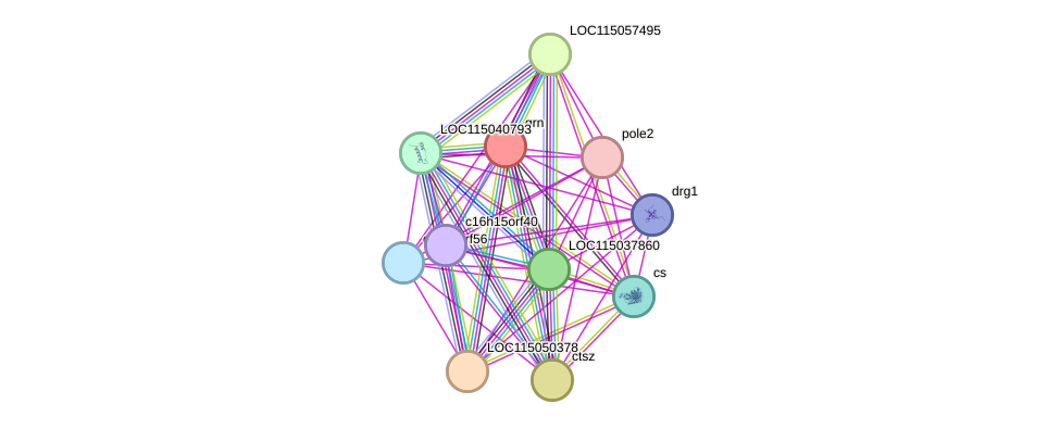 STRING protein interaction network