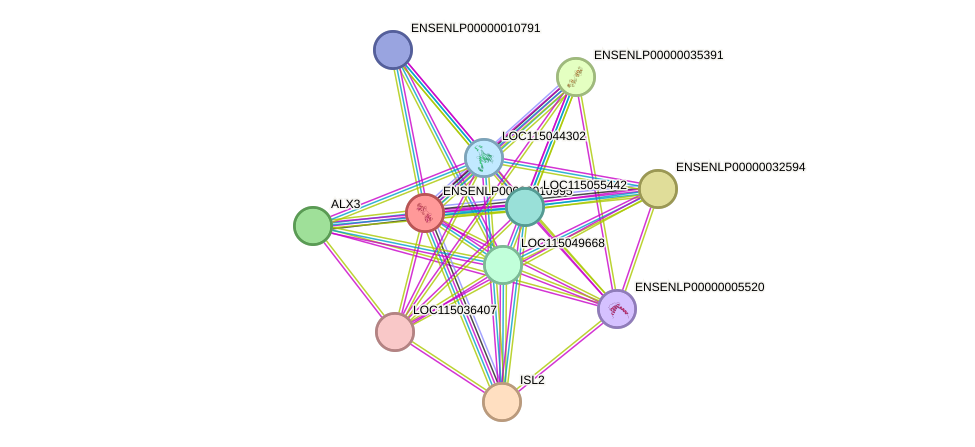 STRING protein interaction network