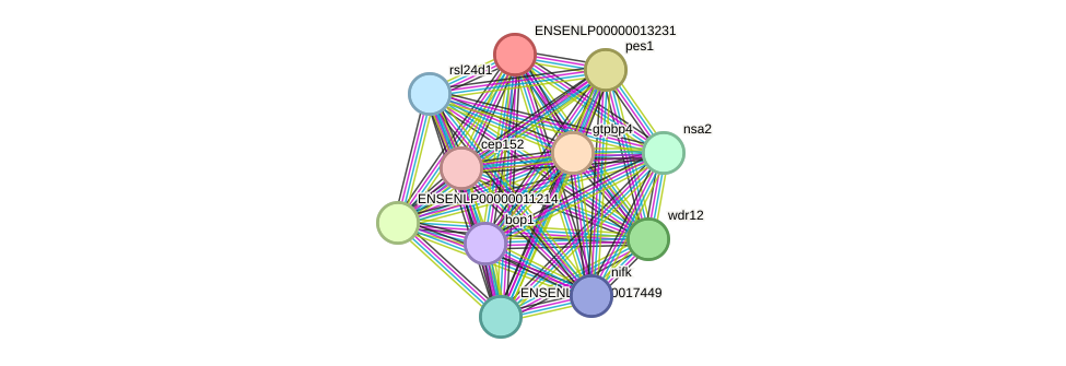 STRING protein interaction network