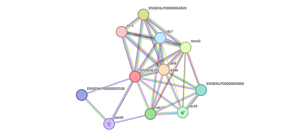 STRING protein interaction network