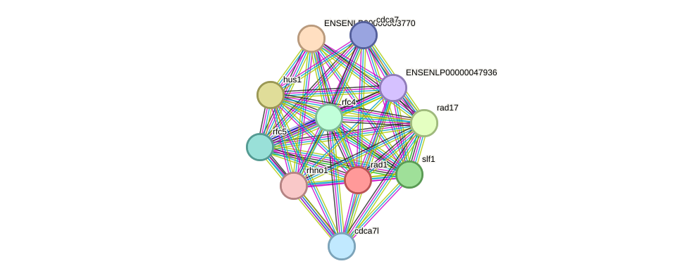 STRING protein interaction network