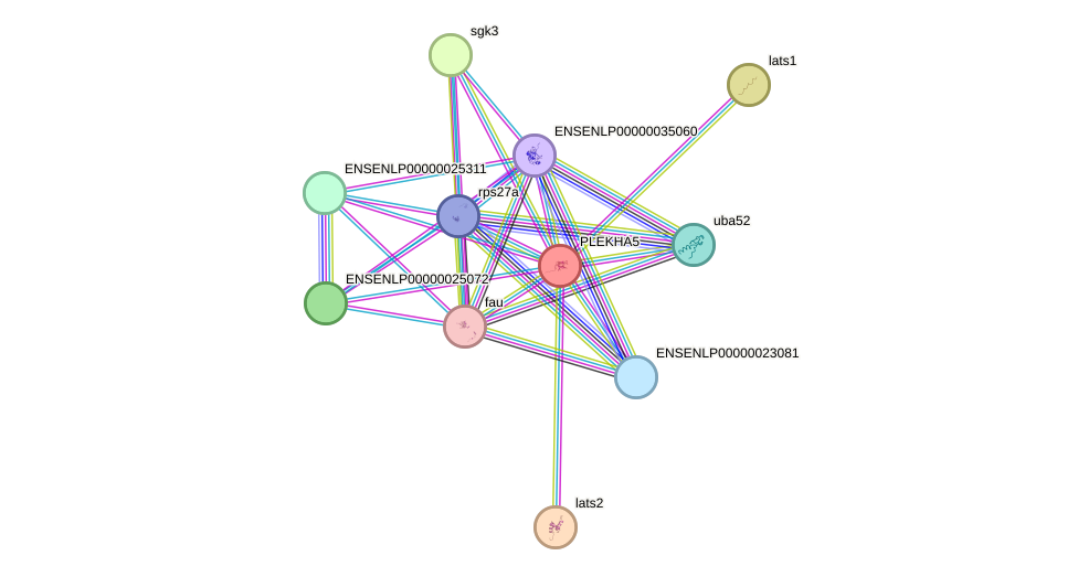 STRING protein interaction network