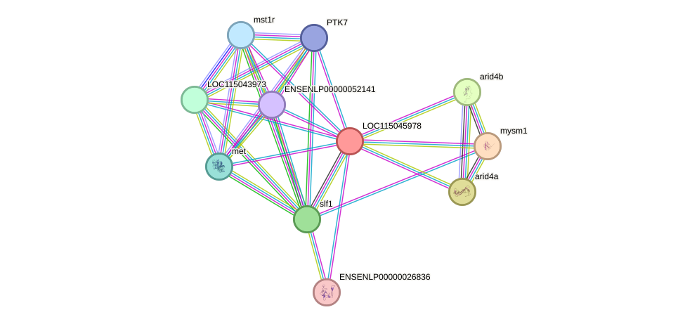 STRING protein interaction network