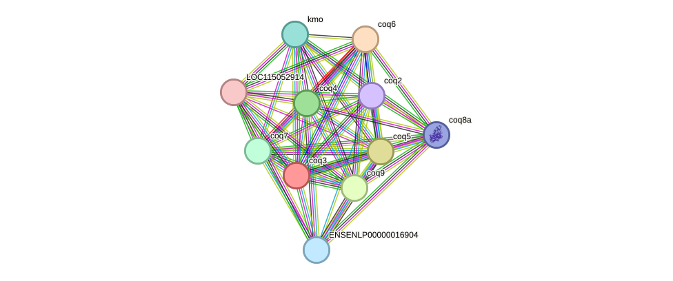 STRING protein interaction network