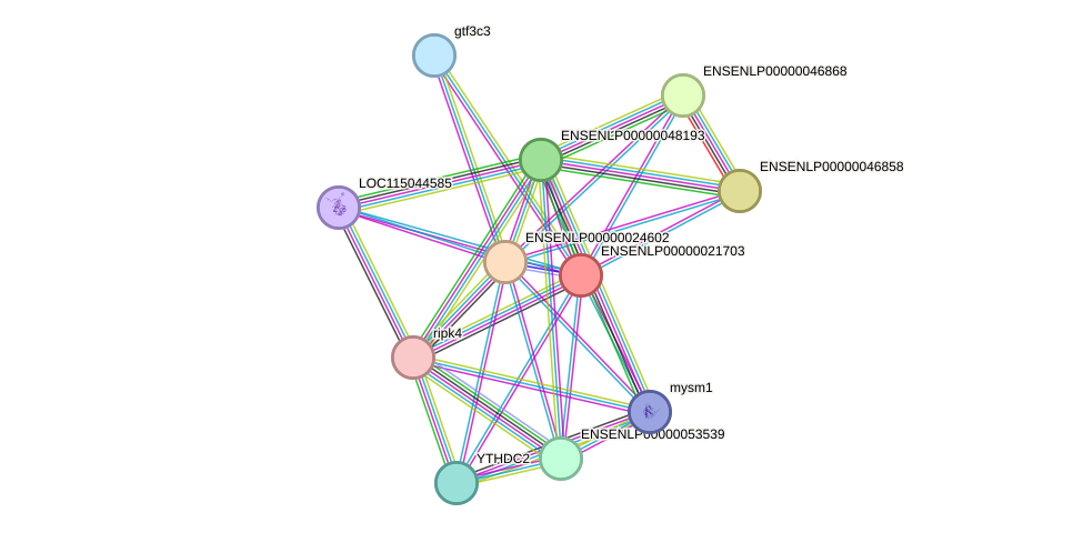 STRING protein interaction network