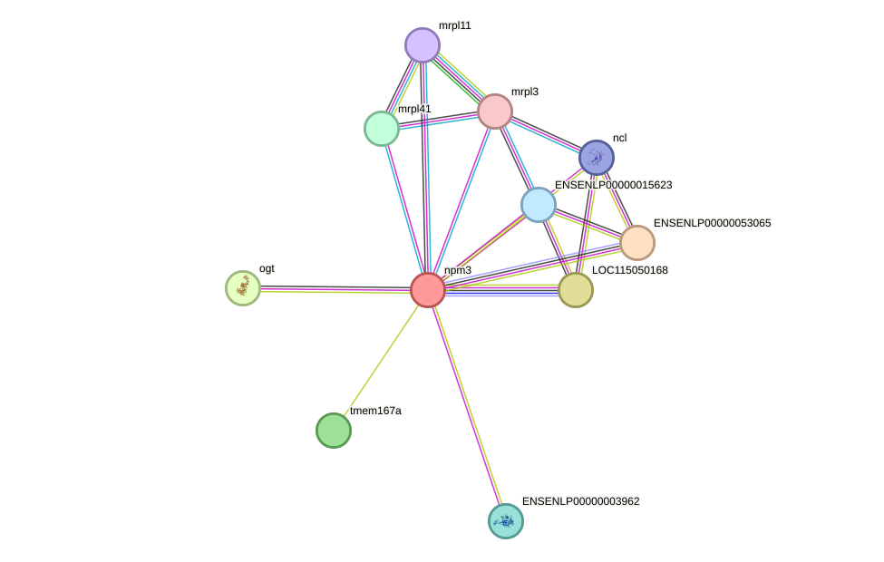 STRING protein interaction network