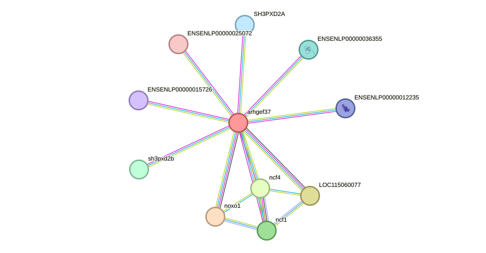 STRING protein interaction network