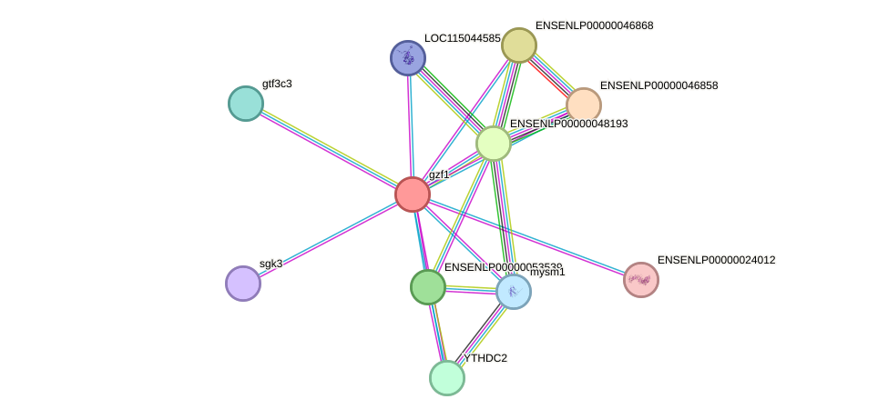 STRING protein interaction network