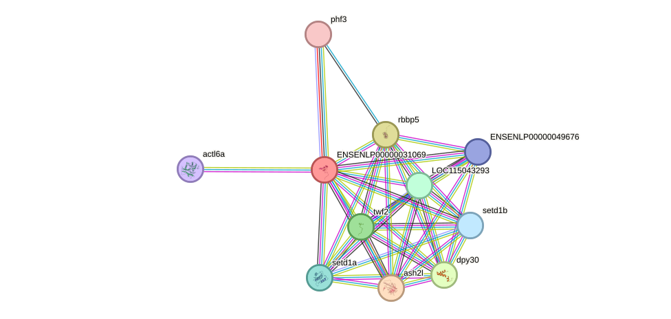 STRING protein interaction network