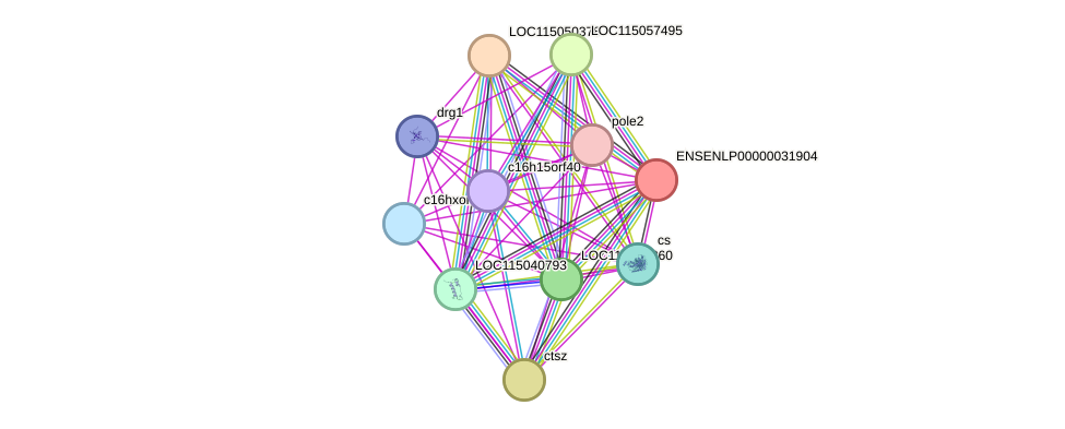 STRING protein interaction network