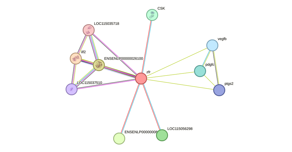 STRING protein interaction network