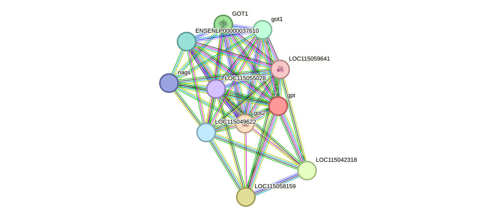 STRING protein interaction network