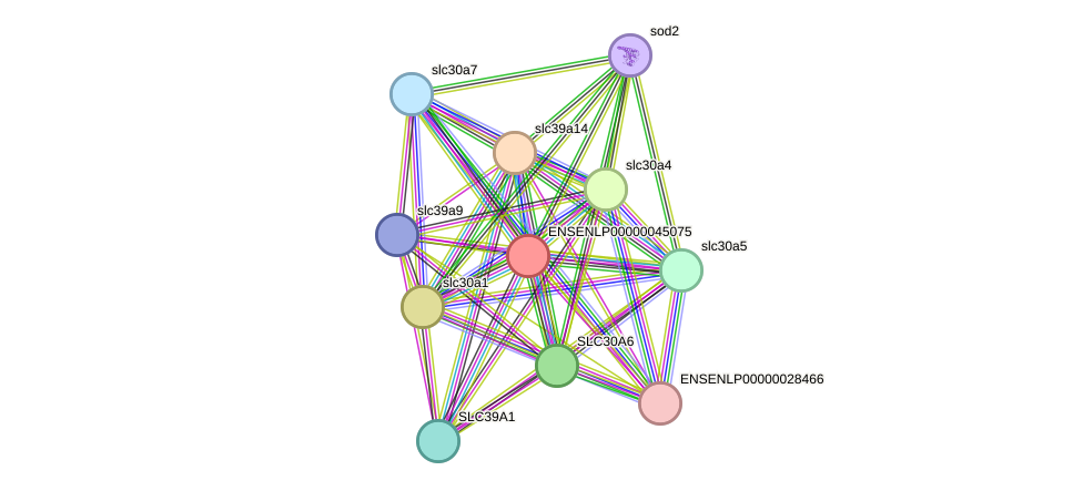 STRING protein interaction network