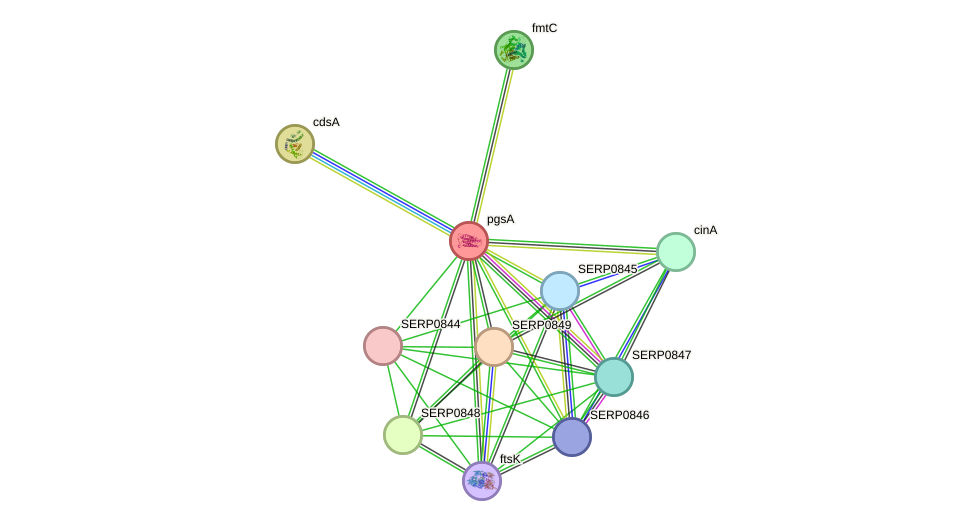 STRING protein interaction network