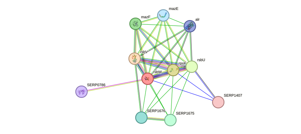 STRING protein interaction network