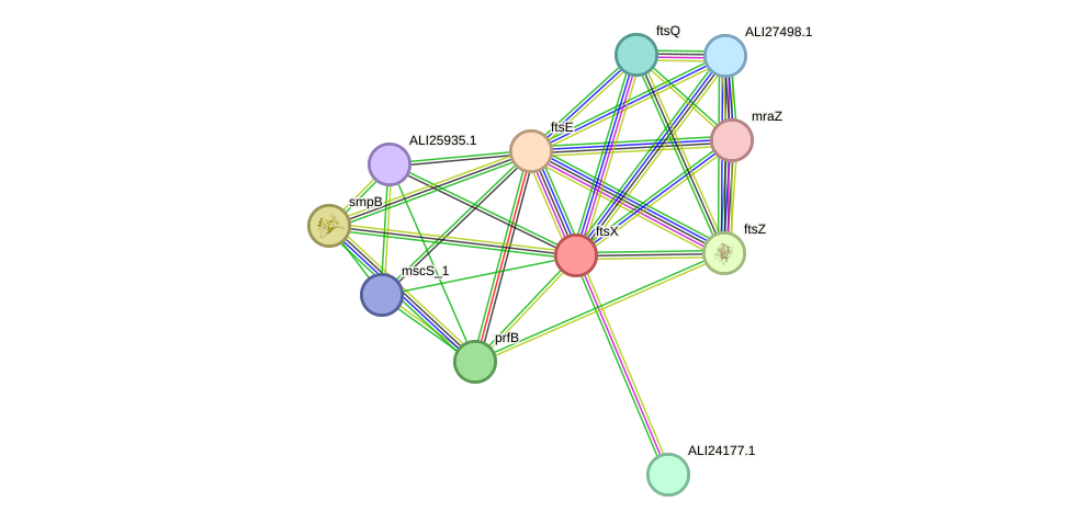 STRING protein interaction network