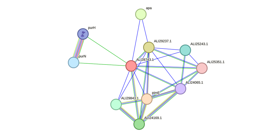 STRING protein interaction network