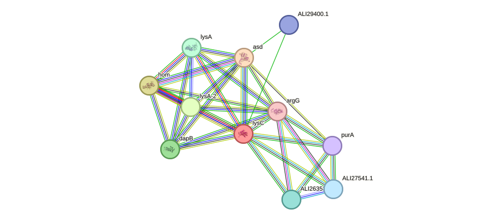 STRING protein interaction network