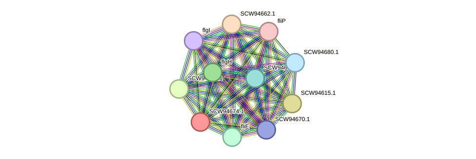 STRING protein interaction network