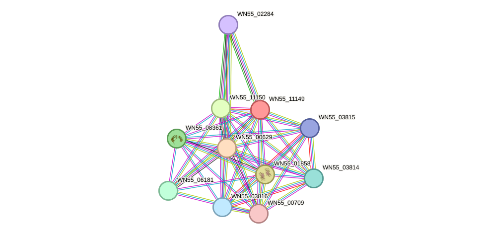 STRING protein interaction network