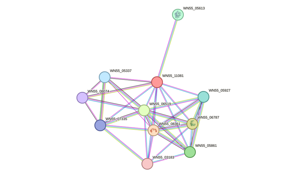 STRING protein interaction network